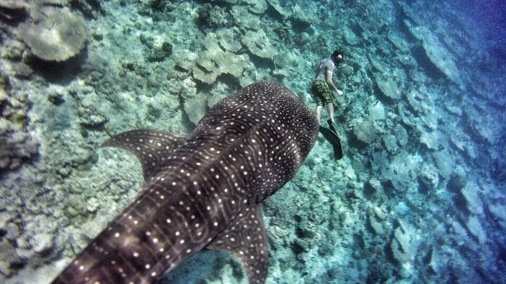 Affittacamere Athiri Maldives Dhigurah (Alif Dhaal Atoll)