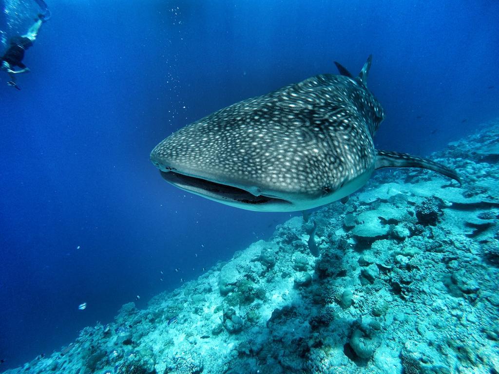 Athiri Maldives 3*