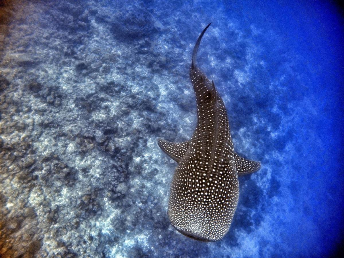 Athiri Maldives 3* Dhigurah (Alif Dhaal Atoll)